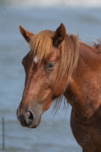 A closeup of a North Carolina wild horse © mattcuda