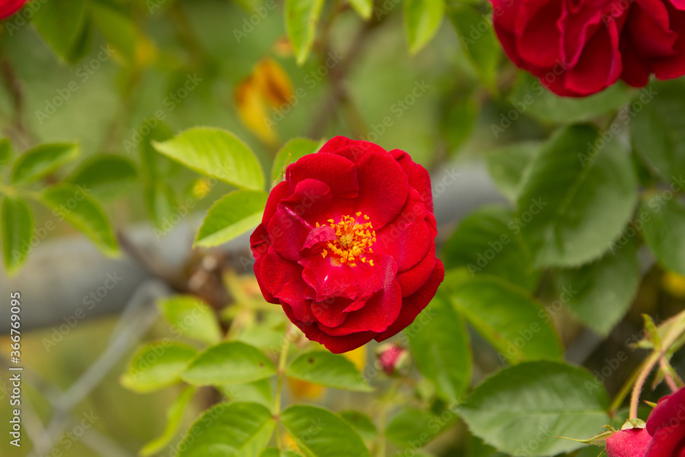red rose in garden red rose in garden