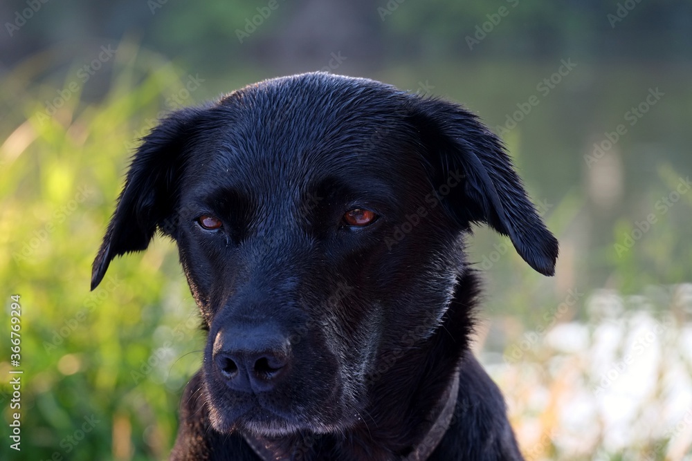 Portrait d'un labrador.