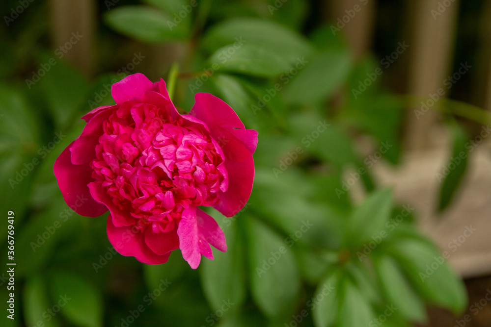 pink rose bush