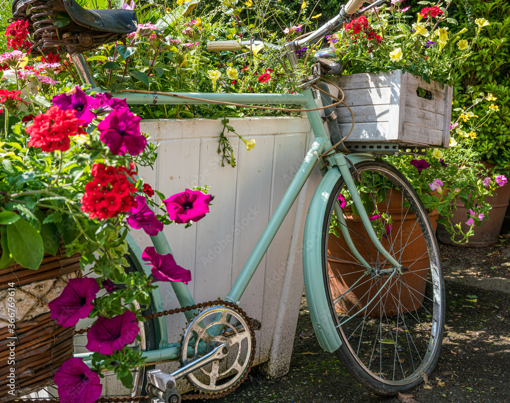 A vintage bike with flowers and hanging baskets attached. 