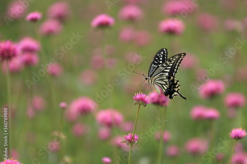 ピンクの果断な中で蜜を吸うアゲハチョウ © wassei