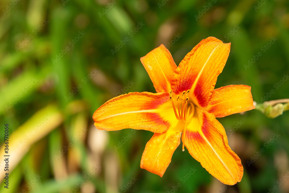 orange lily flower orange lily flower