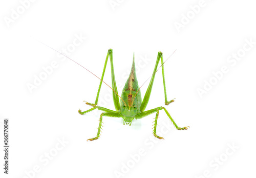 Big green grasshopper isolated on white background