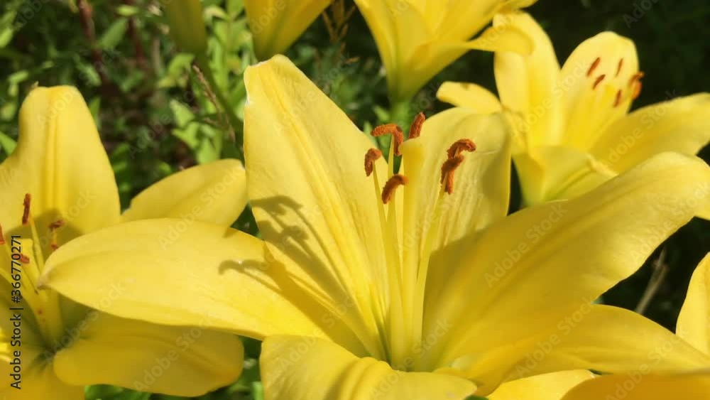 Beautiful yellow lily flower extreme close up. High quality FullHD footage Beautiful yellow lily flower extreme close up. High quality FullHD footage