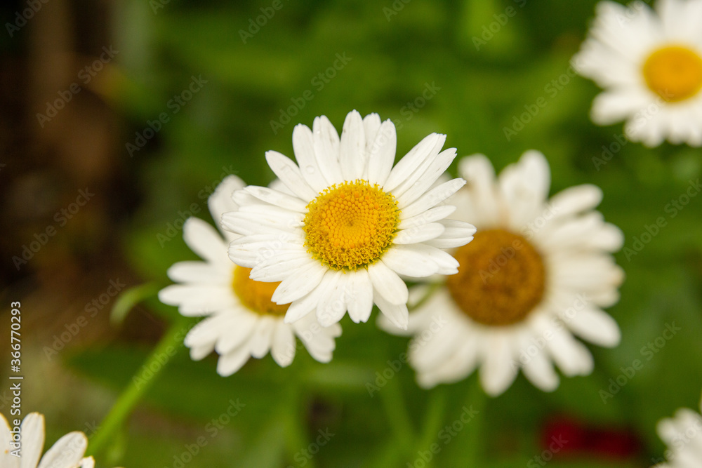 daisy in the garden