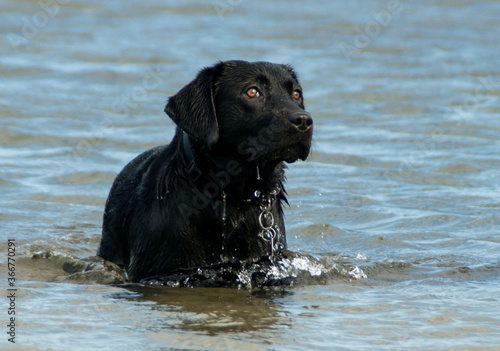 Labrador schwarz im Meer