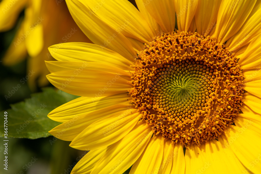 Sunflower Sunflower