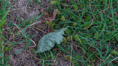 Foglia secca nel campo in estate