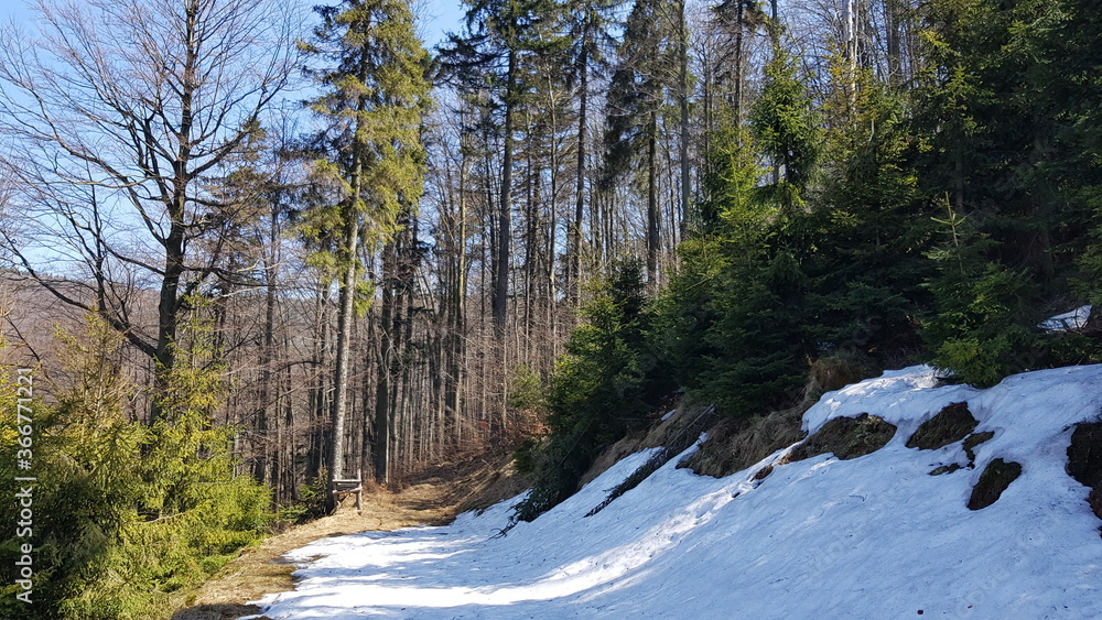 snow in the forest