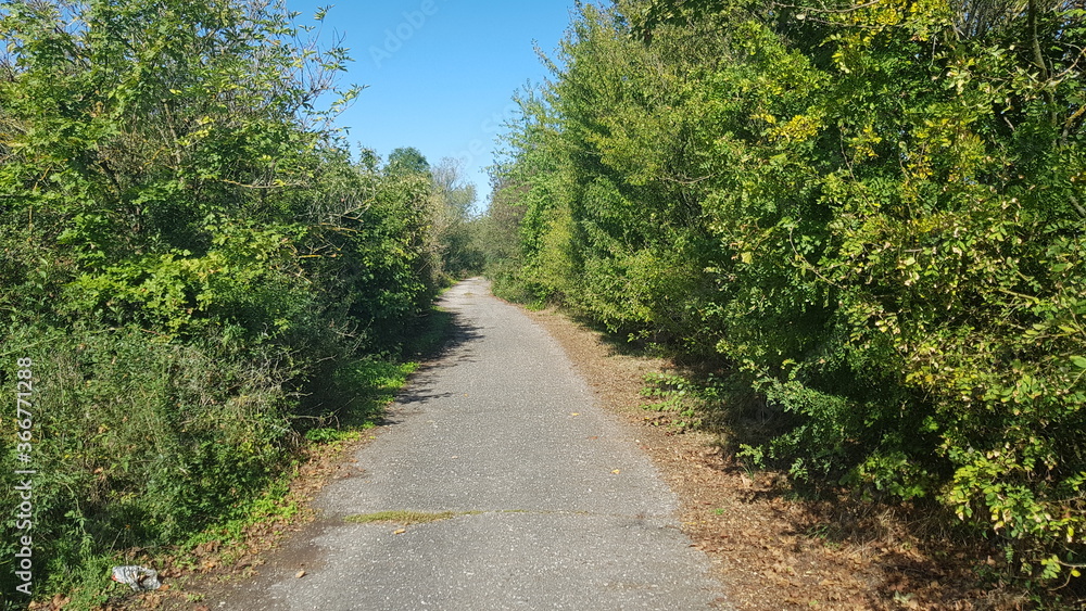 road in the forest