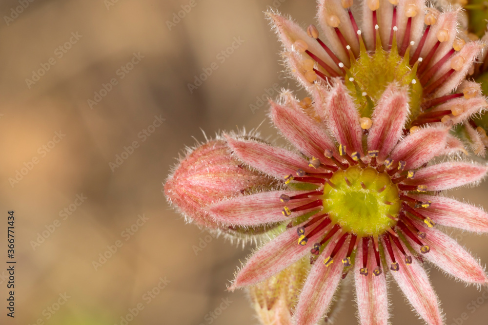 sempervivum grandiflorum (semprevivo), il bellissimo fiore di una pianta grassa sempreverde scattata in motagna