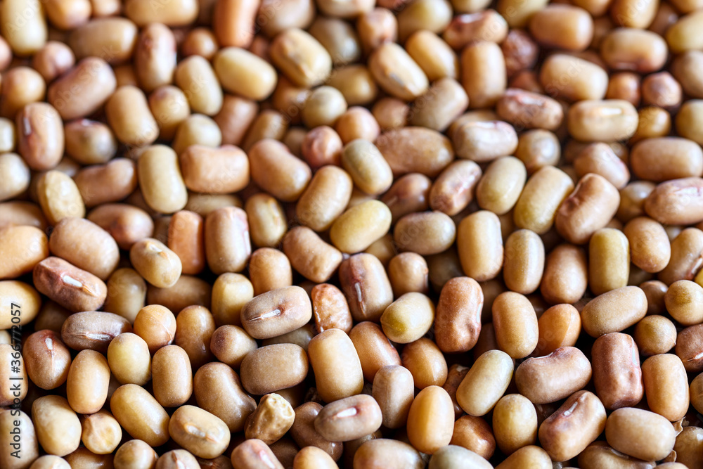 Close up picture of moth beans (Vigna aconitifolia), selective focus. Close up picture of moth beans (Vigna aconitifolia), selective focus.