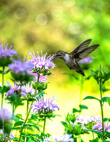 hummingbird and flower