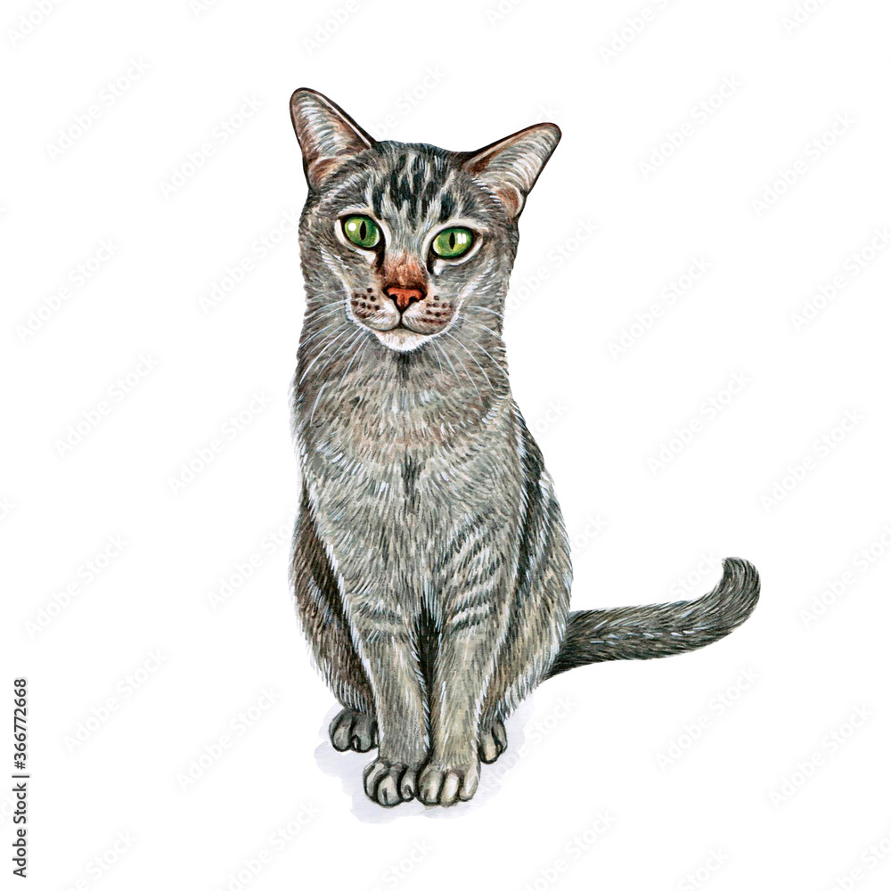 Watercolor illustration of a funny cat. Hand made character. Popular cat breeds.
Watercolor illustration of a funny cat. Hand made character. Popular cat breeds.