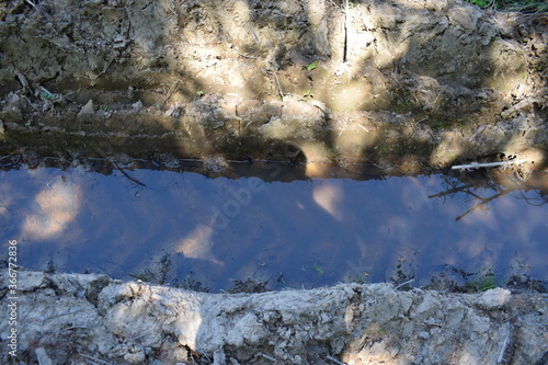 Spuren von abgeholzter Bereich eines Nadelwaldes photo