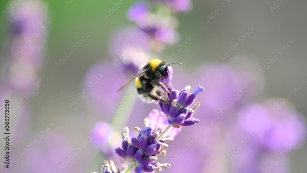 Close-up of Honey Bee on Blooming Fragrant Lavender. lavender purple aromatic flowers at lavender fields of the French Provence. Nature Background. Close-up of Honey Bee on Blooming Fragrant Lavender. lavender purple aromatic flowers at lavender fields of the French Provence. Nature Background.