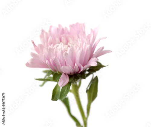 pink Chrysanthemum flower isolated on white background.