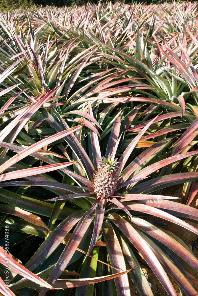 Pineapple in the field , tropical fruit of Taiwan. Pineapple in the field , tropical fruit of Taiwan.