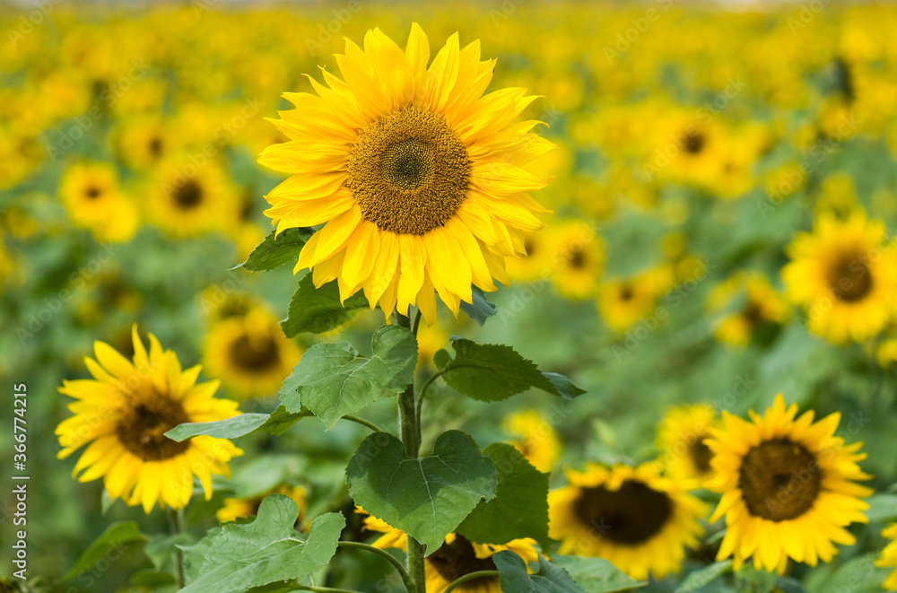 Yellow Sunflower field in sunny summer day