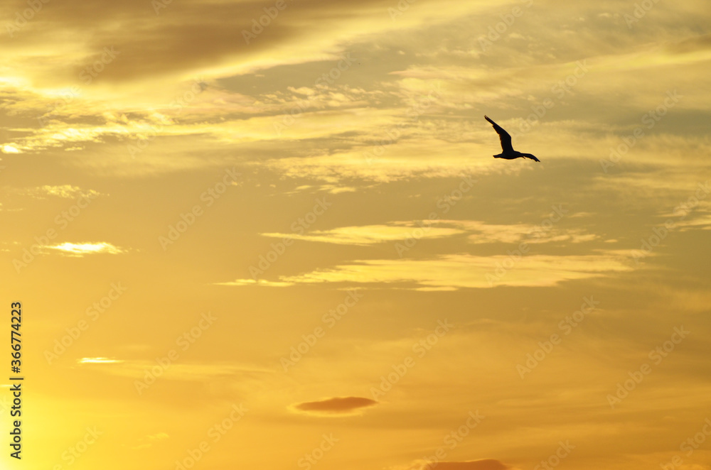 Silhouette of seagull flying in the golden sky, sunset