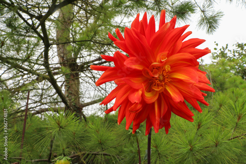 Dahlia orange et jaune