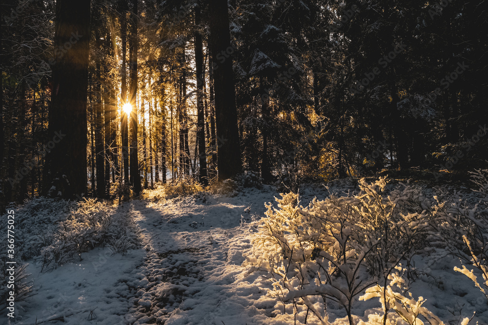 Sparse sun beams leaking through dense forest Sparse sun beams leaking through dense forest