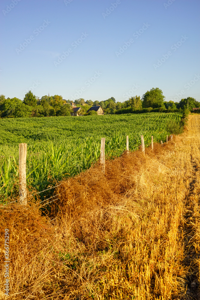 Obraz premium Paysage campagne 701