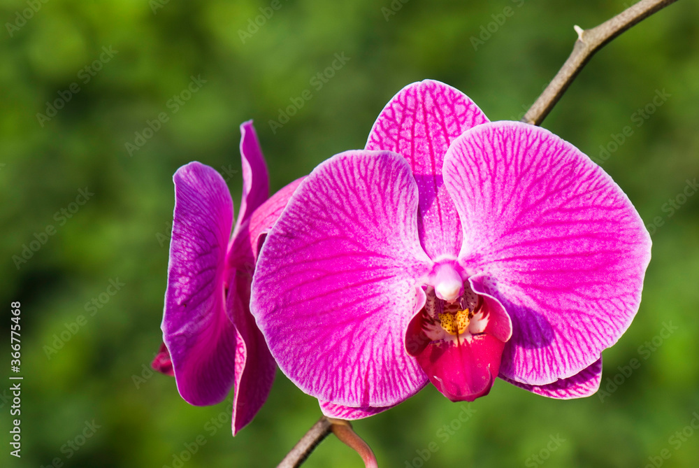 Close-up of pink orchid flowers in the garden Close-up of pink orchid flowers in the garden