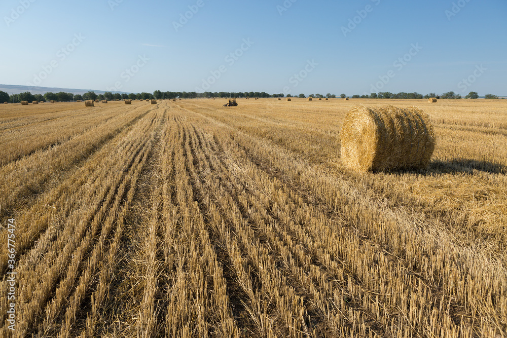 Field after harvest in the morning. Large bales of hay in a wheat field.