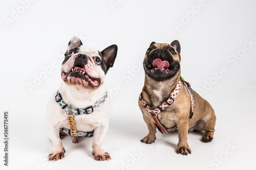 french bulldog couple