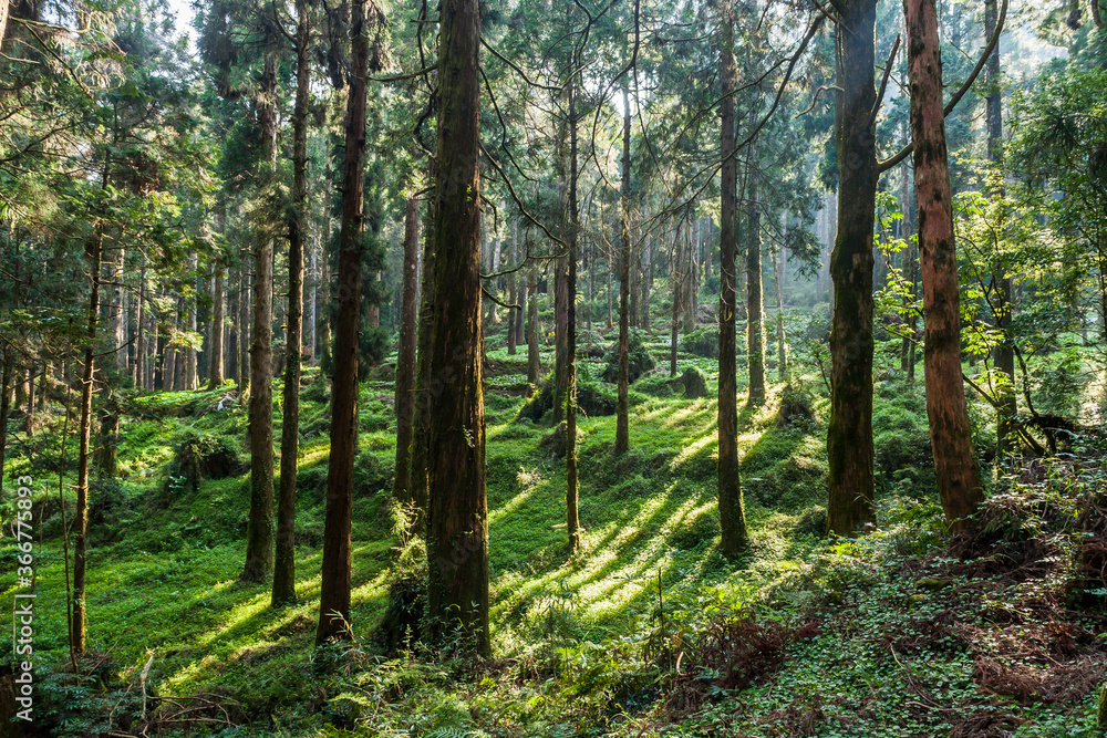 Fototapeta premium Beautiful green forest in the Alishan Forest Recreation Area in Chiayi, Taiwan.