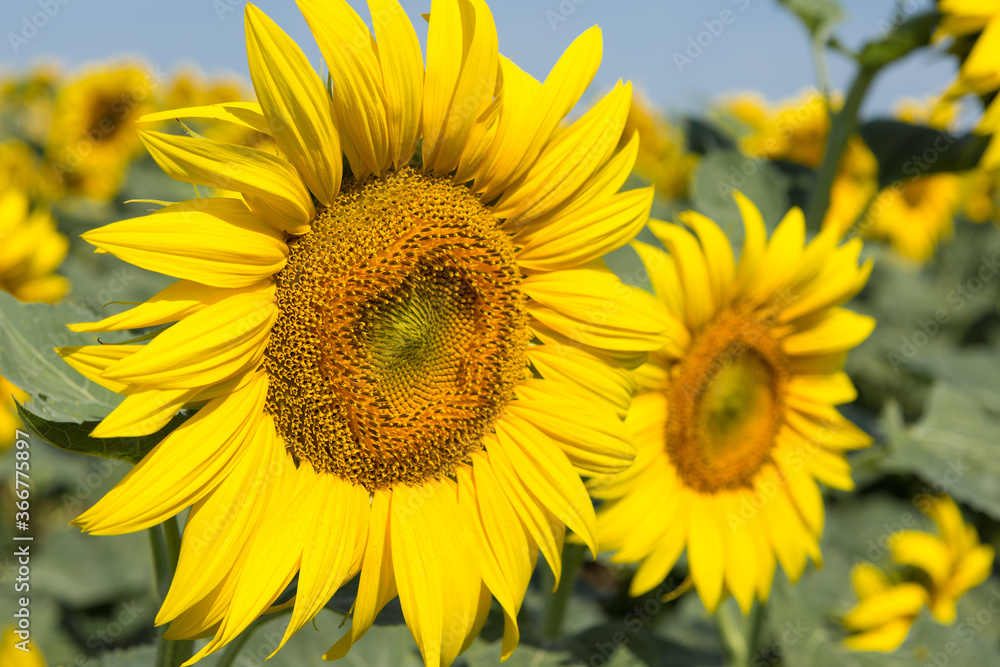 Bright golden sunflower field at sunset.