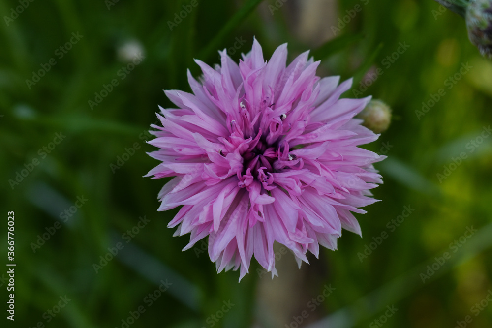 pink flower of a thistle pink flower of a thistle