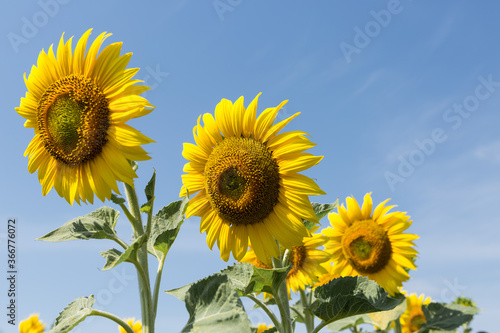 Bright golden sunflower field at sunset.