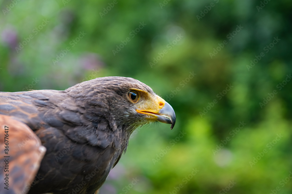 close up of a Parabuteo unicinctus Harris's Hawk
close up of a Parabuteo unicinctus Harris's Hawk