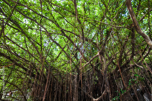 low angle view of a lush banyan tree and green leaves as a background