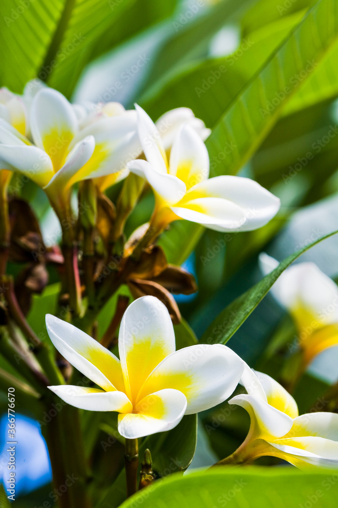 Fototapeta premium white and yellow frangipani flowers and leaves growing on the tree.