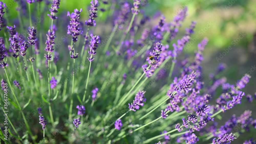 Close-up Beautiful Blooming Lavender Flowers Sway in the Wind. Honeybee working on Lavender Flowers. Blooming Violet Fragrant Lavender Flowers. Slow motion. Nature Background. Close-up Beautiful Blooming Lavender Flowers Sway in the Wind. Honeybee working on Lavender Flowers. Blooming Violet Fragrant Lavender Flowers. Slow motion. Nature Background.