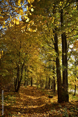 Fototapeta Naklejka Na Ścianę i Meble -  Herbstwald
im Goldenen Oktober
