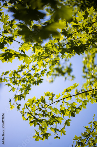 green tree leaves
