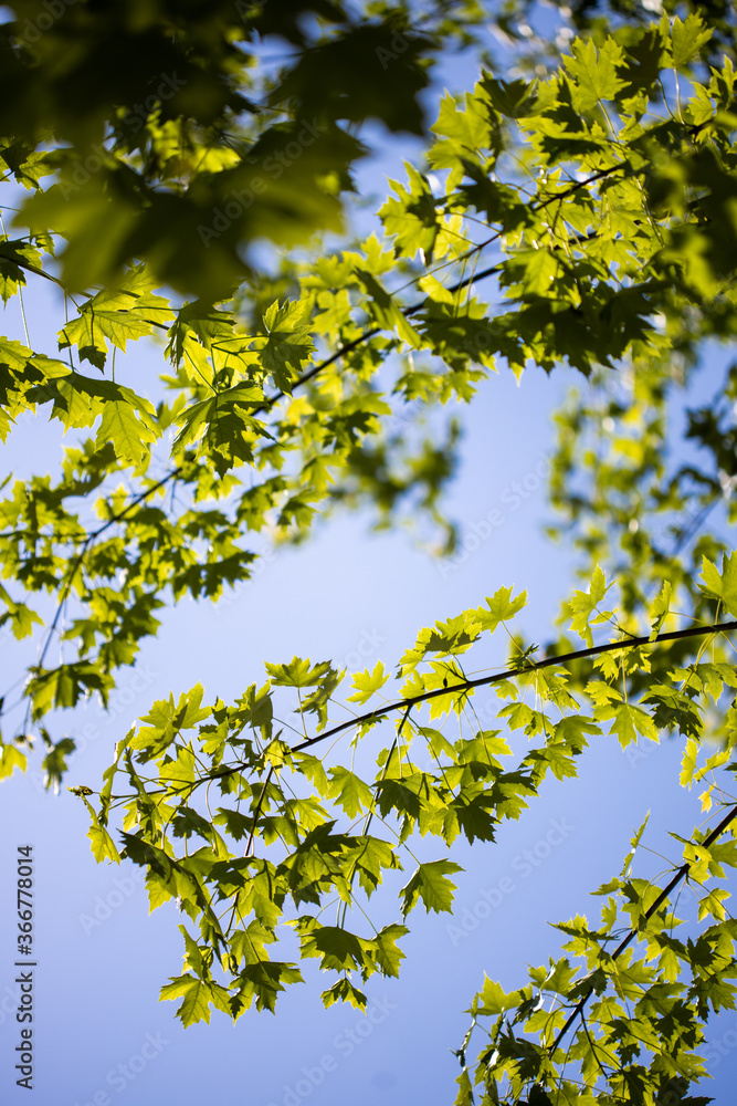green tree leaves green tree leaves