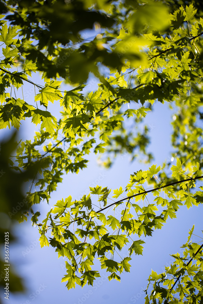Fototapeta premium green tree leaves