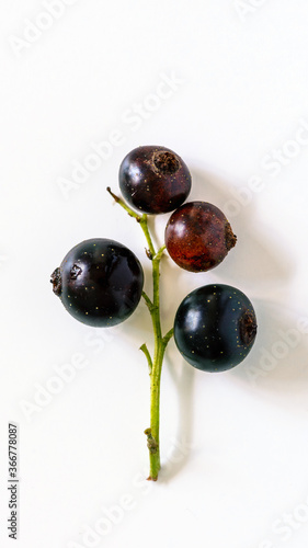 Decorative branch of black currant on wooden background