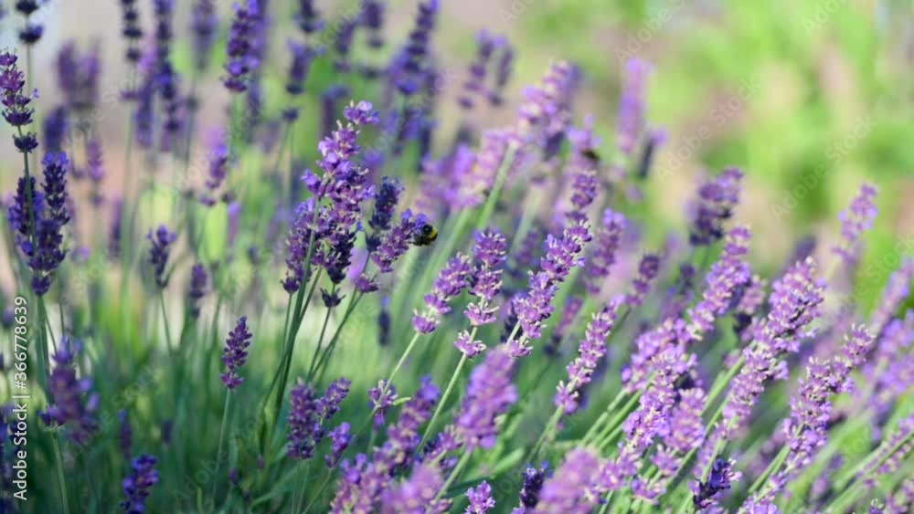 Close-up Beautiful Blooming Lavender Flowers Sway in the Wind. Honeybee working on Lavender Flowers. Blooming Violet Fragrant Lavender Flowers. Slow motion. Nature Background. Close-up Beautiful Blooming Lavender Flowers Sway in the Wind. Honeybee working on Lavender Flowers. Blooming Violet Fragrant Lavender Flowers. Slow motion. Nature Background.