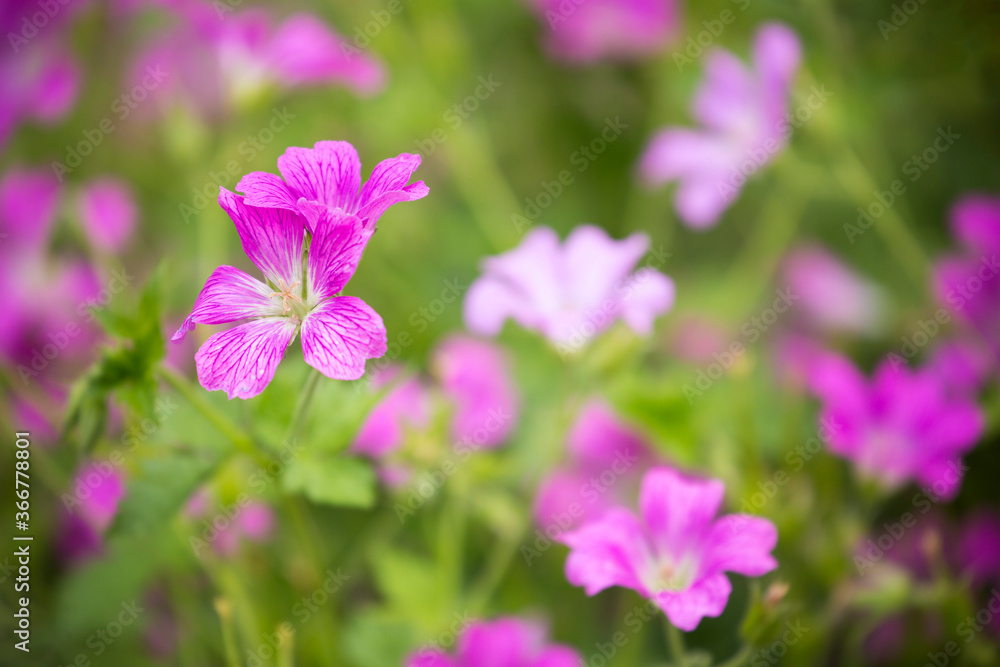 Delicate, petite pink flowers in summertime
