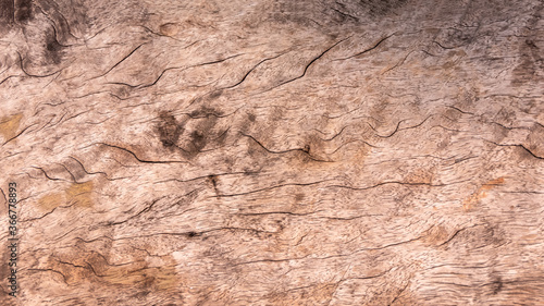 Ancient old wood grain background image