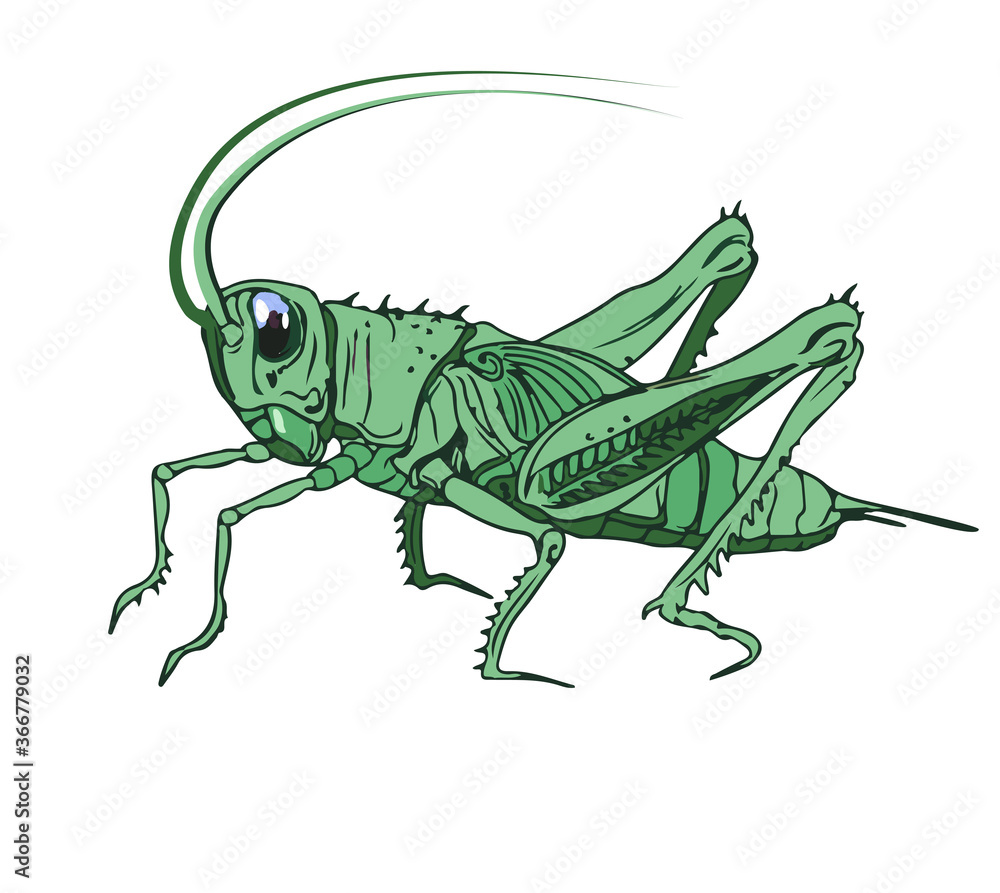 Illustration of a cricket. Detailed color image of a cricket, grasshopper, isolated on a white background. Illustration of a cricket. Detailed color image of a cricket, grasshopper, isolated on a white background.