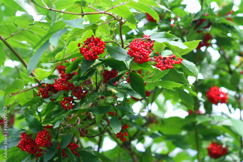 Beautiful forest plants with summer Sunny July day