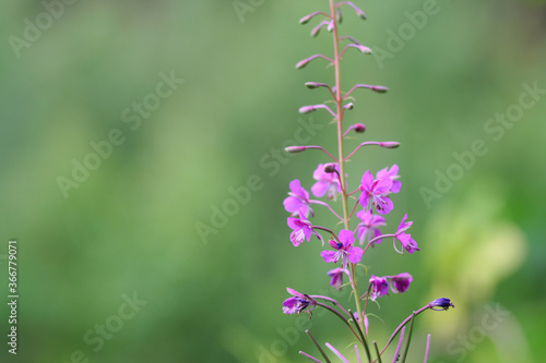 Beautiful forest plants with summer Sunny July day